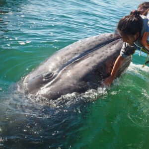 Cabo: Ballenas y Lujo