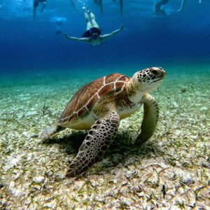 Cozumel: Catamarán y Tortugas