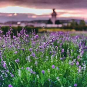 Ruta de los Sentidos: Ex Hacienda, Lavanda y Val’Quirico