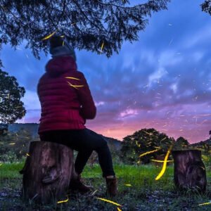 Destellos en el Bosque: Experiencia Mágica en el Santuario de Luciérnagas